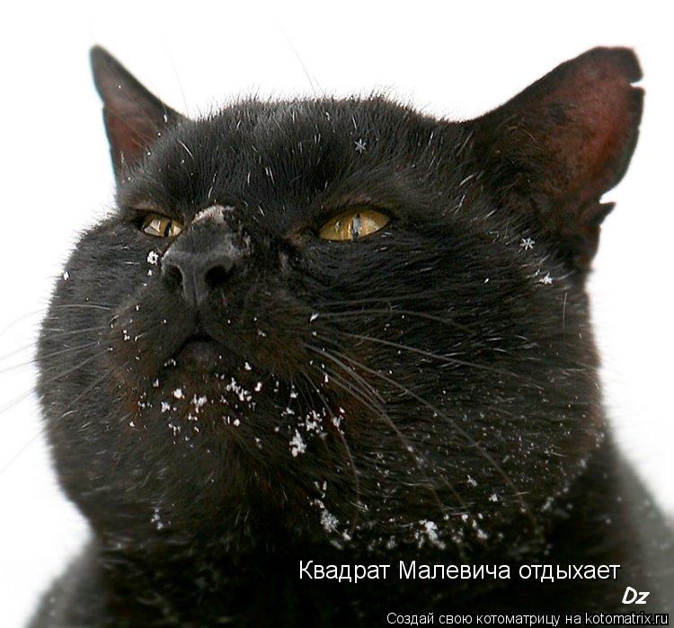 Квадрат Малевича отдыхает... Котоматрица: Квадрат Малевича отдыхает