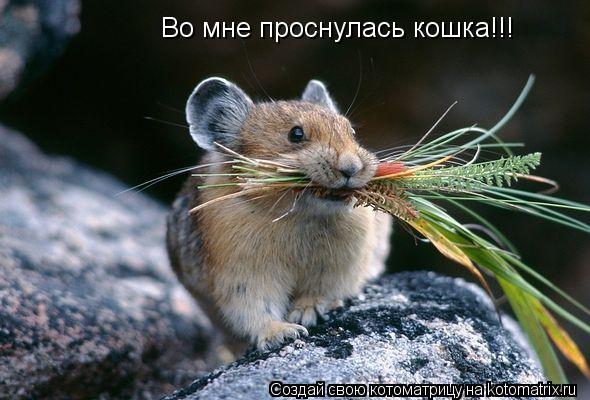 Во мне проснулась кошка!!!... Котоматрица: Во мне проснулась кошка!!!
