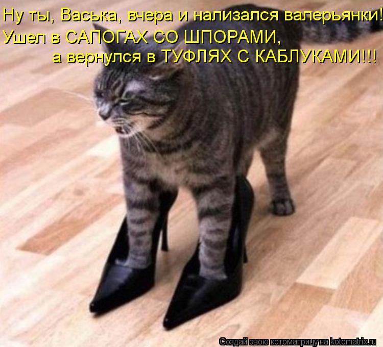 Ну ты, Васька, вчера и нализался валерьянки! Ушел в САПОГАХ СО ШПОРАМИ, а вернулся в ТУФЛЯХ С КАБЛУКА... Котоматрица: Ну ты, Васька, вчера и нализался валерьянки! Ушел в САПОГАХ СО ШПОРАМИ, а вернулся в ТУФЛЯХ С КАБЛУКАМИ!!!