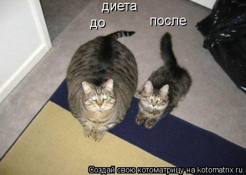 диета до после... Котоматрица: диета до после