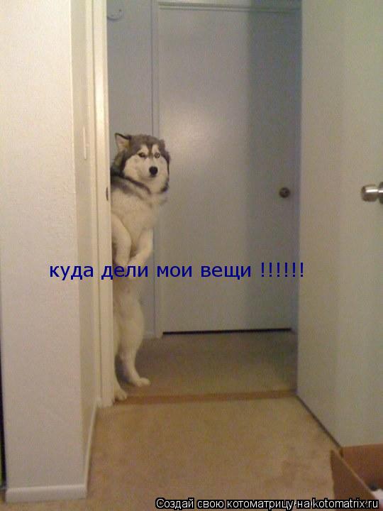 куда дели мои вещи !!!!!!... Котоматрица: куда дели мои вещи !!!!!!