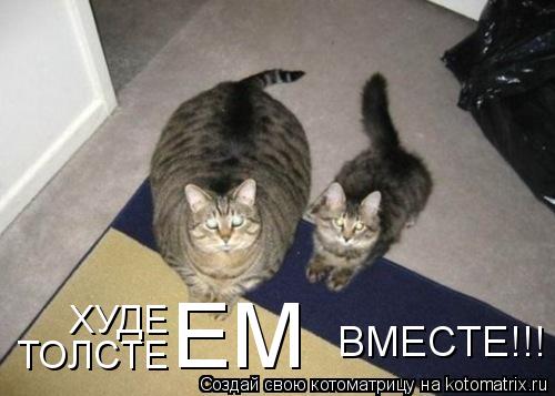 ТОЛСТЕ ХУДЕ ЕМ ВМЕСТЕ!!!... Котоматрица: ТОЛСТЕ ХУДЕ ЕМ ВМЕСТЕ!!!
