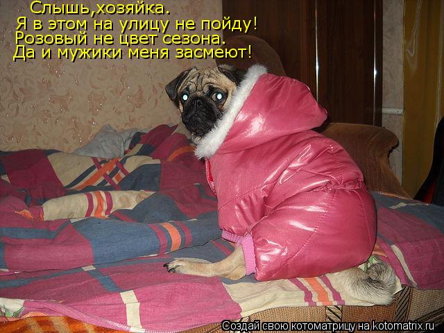 Слышь,хозяйка. Я в этом на улицу не пойду! Розовый не цвет сезона. Да и мужики меня засмеют!... Котоматрица: Слышь,хозяйка. Я в этом на улицу не пойду! Розовый не цвет сезона. Да и мужики меня засмеют!