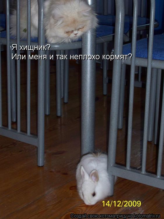 Я хищник? Или меня и так неплохо кормят?... Котоматрица: Я хищник? Или меня и так неплохо кормят?