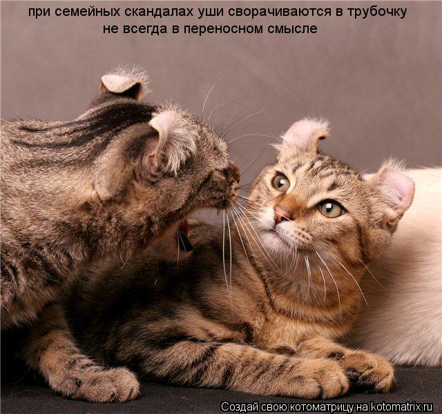 при семейных скандалах уши сворачиваются в трубочку не всегда в переносном смысле... Котоматрица: при семейных скандалах уши сворачиваются в трубочку не всегда в переносном смысле