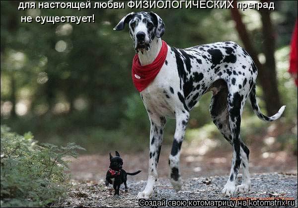 для настоящей любви ФИЗИОЛОГИЧЕСКИХ преград не существует!... Котоматрица: для настоящей любви ФИЗИОЛОГИЧЕСКИХ преград не существует!