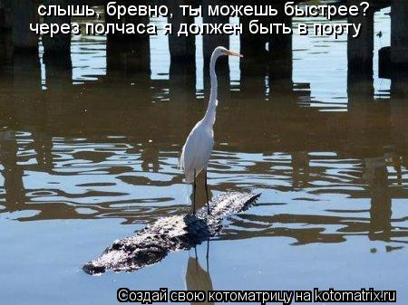 слышь, бревно, ты можешь быстрее? через полчаса я должен быть в порту... Котоматрица: слышь, бревно, ты можешь быстрее? через полчаса я должен быть в порту