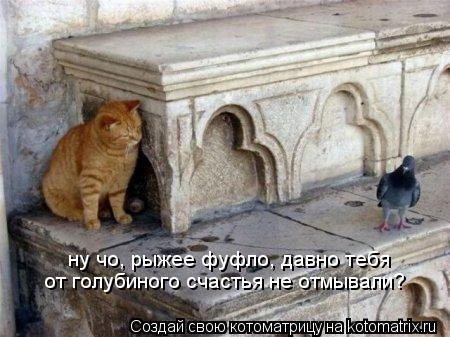 ну чо, рыжее фуфло, давно тебя от голубиного счастья не отмывали?... Котоматрица: ну чо, рыжее фуфло, давно тебя от голубиного счастья не отмывали?