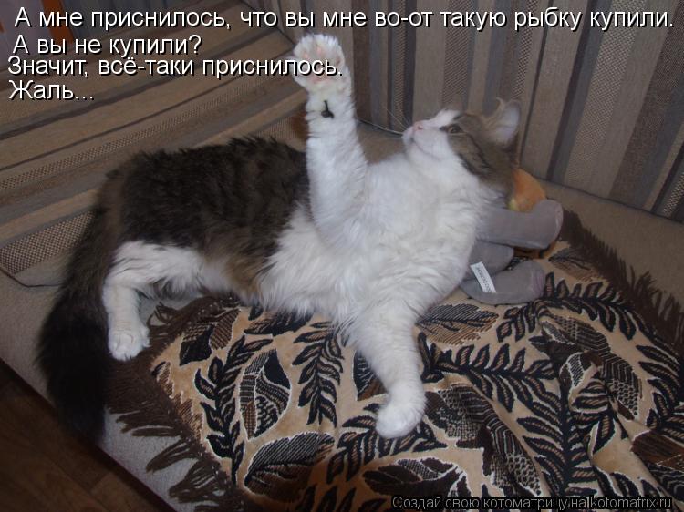 А мне приснилось, что вы мне во-от такую рыбку купили. А вы не купили? Значит, всё-таки п... Котоматрица: А мне приснилось, что вы мне во-от такую рыбку купили. А вы не купили? Значит, всё-таки приснилось. Жаль...