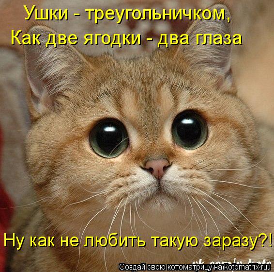 Ушки - треугольничком, Как две ягодки - два глаза Ну как не любить такую заразу?!... Котоматрица: Ушки - треугольничком, Как две ягодки - два глаза Ну как не любить такую заразу?!