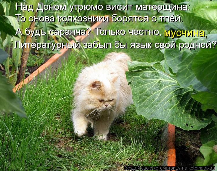 Над Доном угрюмо висит матерщина: То снова колхозники борятся с тлёй. А будь саранча? Только честно, ... Котоматрица: Над Доном угрюмо висит матерщина: То снова колхозники борятся с тлёй. А будь саранча? Только честно, Литературный забыл бы язык свой родной?