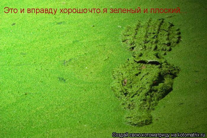 Это и вправду хорошо что я зеленый и плоский...... Котоматрица: Это и вправду хорошо что я зеленый и плоский...