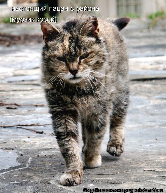 настоящий пацан с района (мурзик косой)... Котоматрица: настоящий пацан с района (мурзик косой)