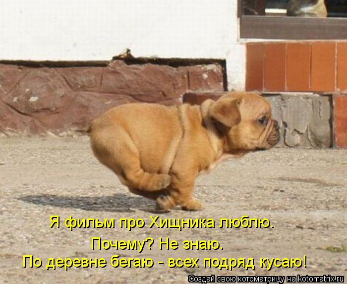 Я фильм про Хищника люблю. По деревне бегаю - всех подряд кусаю! Почему? Не знаю.... Котоматрица: Я фильм про Хищника люблю. По деревне бегаю - всех подряд кусаю! Почему? Не знаю.