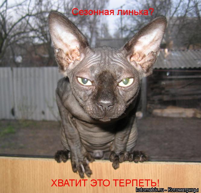 ХВАТИТ ЭТО ТЕРПЕТЬ! Сезонная линька?... Котоматрица: ХВАТИТ ЭТО ТЕРПЕТЬ! Сезонная линька?