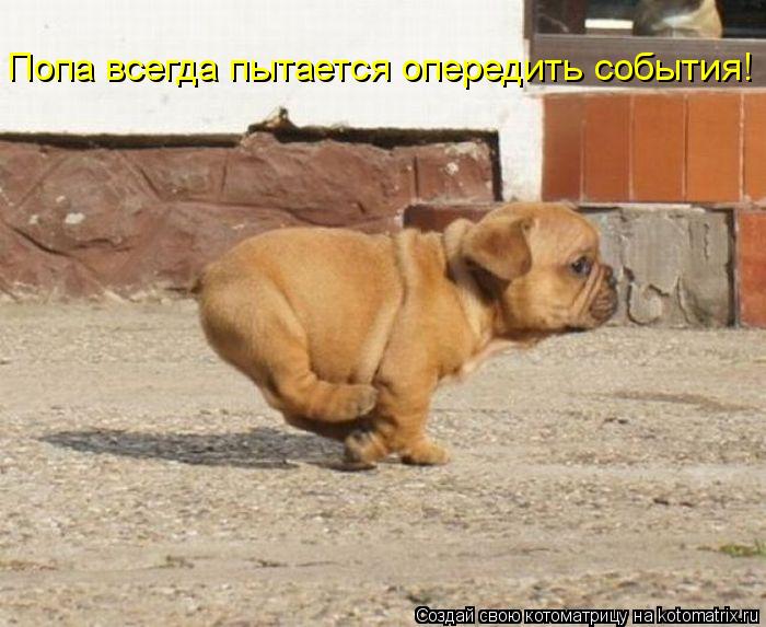 Попа всегда пытается опередить события!... Котоматрица: Попа всегда пытается опередить события!