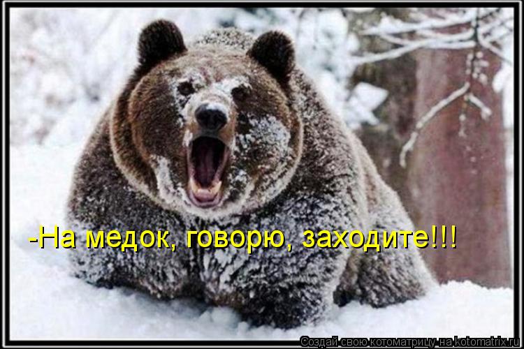 -На медок, говорю, заходите!!!... Котоматрица: -На медок, говорю, заходите!!!