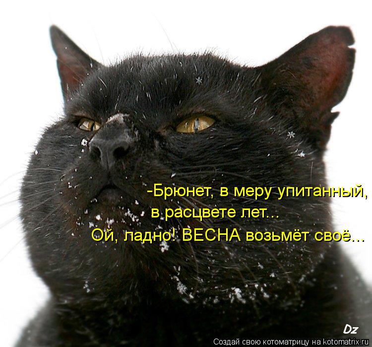 -Брюнет, в меру упитанный, в расцвете лет... Ой, ладно! ВЕСНА возьмёт своё...... Котоматрица: -Брюнет, в меру упитанный, в расцвете лет... Ой, ладно! ВЕСНА возьмёт своё...