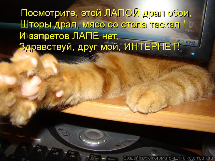 Посмотрите, этой ЛАПОЙ драл обои, Шторы драл, мясо со стола таскал ! И запретов ЛАПЕ нет, Здравствуй,... Котоматрица: Посмотрите, этой ЛАПОЙ драл обои, Шторы драл, мясо со стола таскал ! И запретов ЛАПЕ нет, Здравствуй, друг мой, ИНТЕРНЕТ!