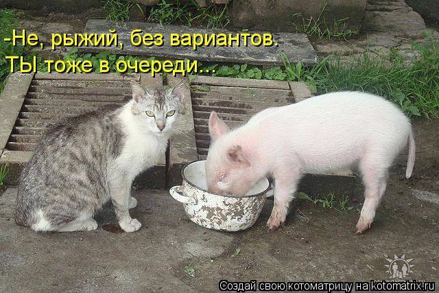 -Не, рыжий, без вариантов. ТЫ тоже в очереди...... Котоматрица: -Не, рыжий, без вариантов. ТЫ тоже в очереди...