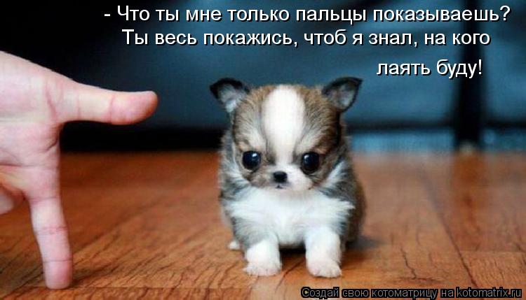 - Что ты мне только пальцы показываешь? Ты весь покажись, чтоб я знал, на кого лаять буду!... Котоматрица: - Что ты мне только пальцы показываешь? Ты весь покажись, чтоб я знал, на кого лаять буду!
