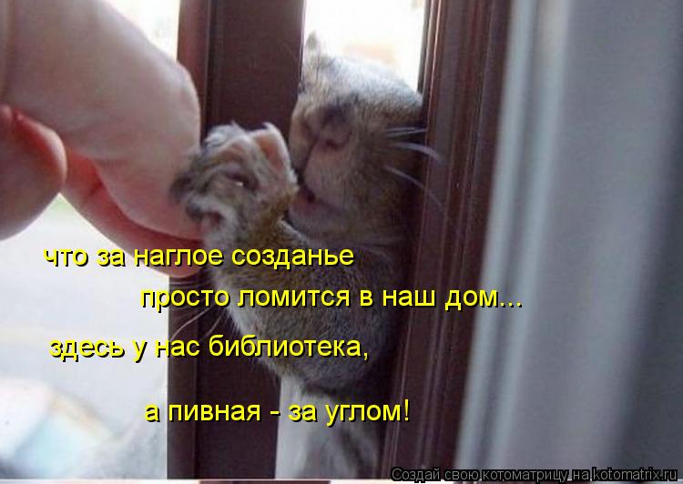 что за наглое созданье просто ломится в наш дом... здесь у нас библиотека, а пивная - за углом!... Котоматрица: что за наглое созданье просто ломится в наш дом... здесь у нас библиотека, а пивная - за углом!