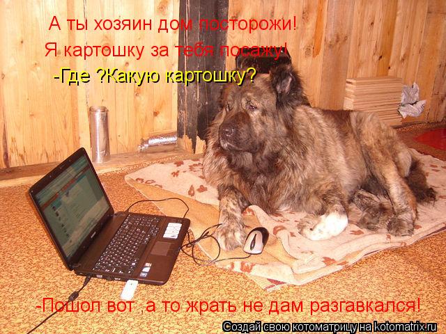 А ты хозяин дом посторожи! Я картошку за тебя посажу! -Где ?Какую картошку? -Пошол вот ,а то жрать н... Котоматрица: А ты хозяин дом посторожи! Я картошку за тебя посажу! -Где ?Какую картошку? -Пошол вот ,а то жрать не дам разгавкался!