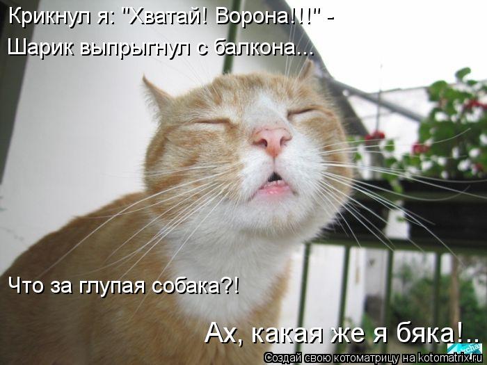 Крикнул я: "Хватай! Ворона!!!" - Шарик выпрыгнул с балкона... Что за глупая собака?! Ах, какая же я ... Котоматрица: Крикнул я: "Хватай! Ворона!!!" - Шарик выпрыгнул с балкона... Что за глупая собака?! Ах, какая же я бяка!..