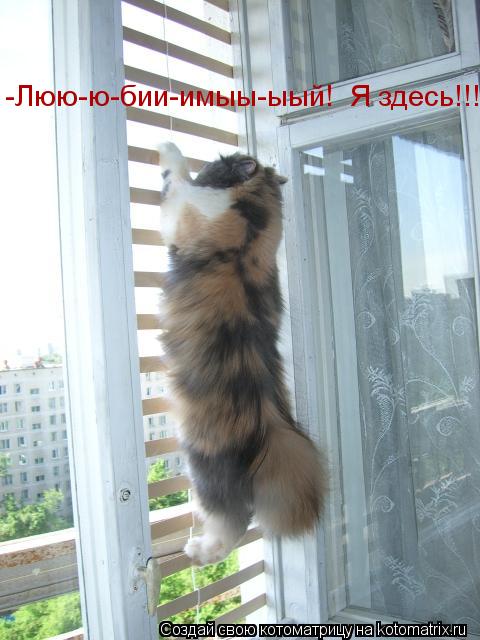 -Люю-ю-бии-имыы-ыый! Я здесь!!!... Котоматрица: -Люю-ю-бии-имыы-ыый! Я здесь!!!