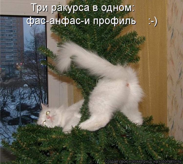 Котоматрица: Три ракурса в одном: фас-анфас-и профиль    :-)