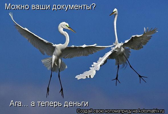Можно ваши документы? Ага... а теперь деньги... Котоматрица: Можно ваши документы? Ага... а теперь деньги