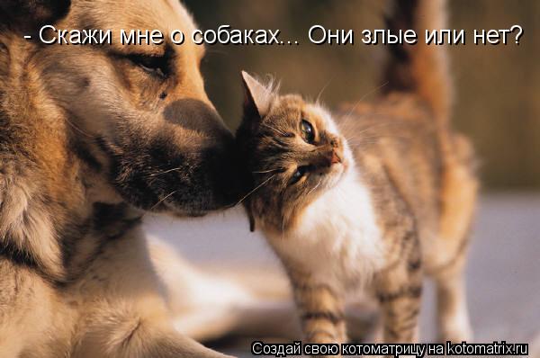 Котоматрица: - Скажи мне о собаках... Они злые или нет?