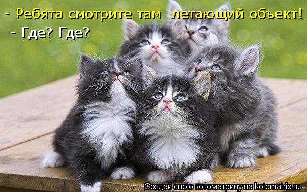 - Ребята смотрите там летающий объект! - Где? Где?... Котоматрица: - Ребята смотрите там летающий объект! - Где? Где?