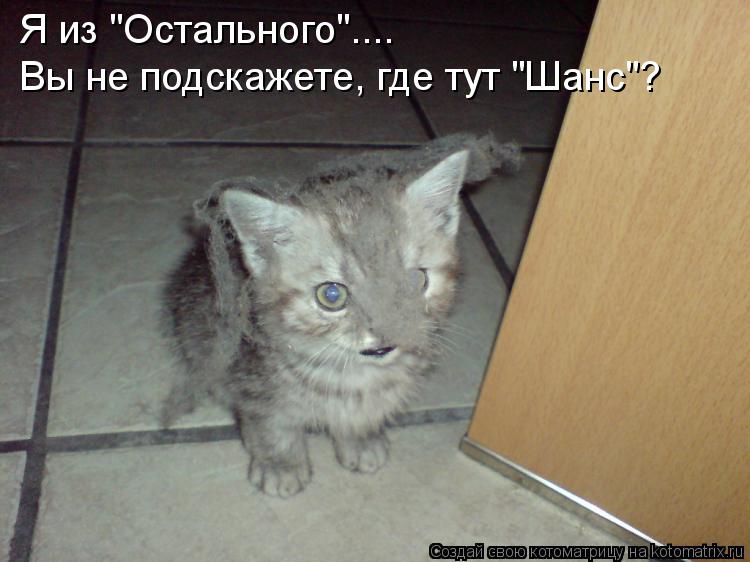 Я из "Остального".... Вы не подскажете, где тут "Шанс"?... Котоматрица: Я из "Остального".... Вы не подскажете, где тут "Шанс"?