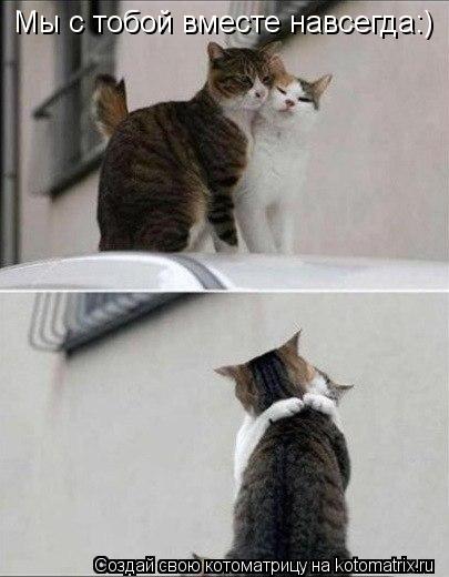 Мы с тобой вместе навсегда:)... Котоматрица: Мы с тобой вместе навсегда:)