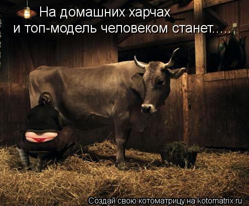 На домашних харчах и топ-модель человеком станет........ Котоматрица: На домашних харчах и топ-модель человеком станет.....