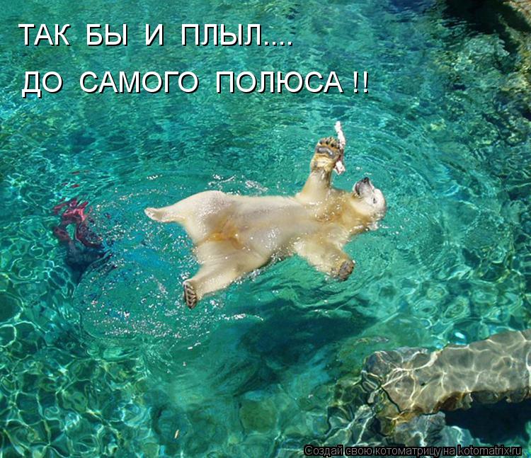 ТАК БЫ И ПЛЫЛ.... ДО САМОГО ПОЛЮСА !!... Котоматрица: ТАК БЫ И ПЛЫЛ.... ДО САМОГО ПОЛЮСА !!