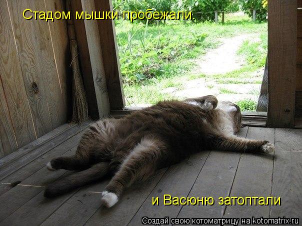 Стадом мышки пробежали. и Васюню затоптали... Котоматрица: Стадом мышки пробежали. и Васюню затоптали