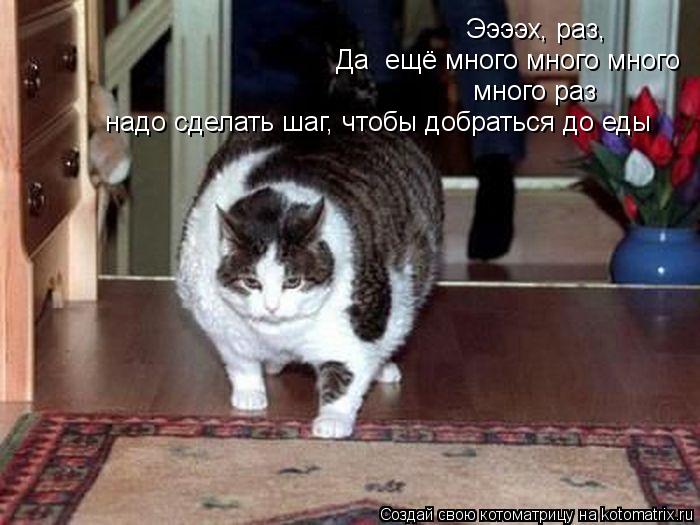 Ээээх, раз, Да ещё много много много много раз надо сделать шаг, чтобы добраться до еды... Котоматрица: Ээээх, раз, Да ещё много много много много раз надо сделать шаг, чтобы добраться до еды