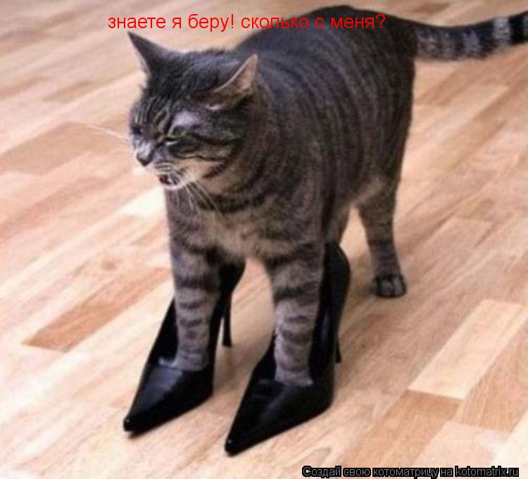 знаете я беру! сколько с меня?... Котоматрица: знаете я беру! сколько с меня?