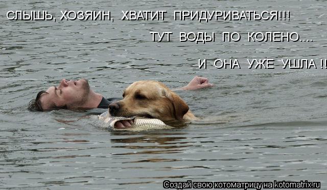 СЛЫШЬ, ХОЗЯИН, ХВАТИТ ПРИДУРИВАТЬСЯ!!! ТУТ ВОДЫ ПО КОЛЕНО.... И ОНА УЖЕ УШЛА !!!... Котоматрица: СЛЫШЬ, ХОЗЯИН, ХВАТИТ ПРИДУРИВАТЬСЯ!!! ТУТ ВОДЫ ПО КОЛЕНО.... И ОНА УЖЕ УШЛА !!!