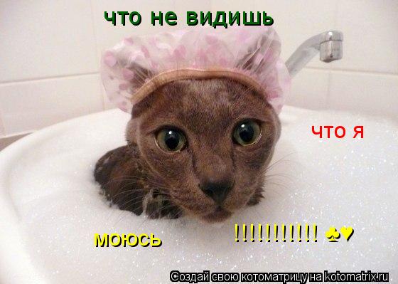 что не видишь что я моюсь !!!!!!!!!!! ♣♥... Котоматрица: что не видишь что я моюсь !!!!!!!!!!! ♣♥