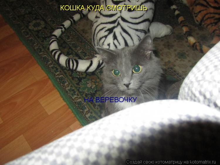 КОШКА КУДА СМОТРИШЬ НА ВЕРЕВОЧКУ... Котоматрица: КОШКА КУДА СМОТРИШЬ НА ВЕРЕВОЧКУ