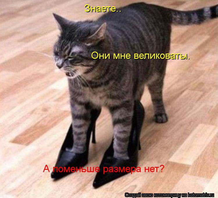 Знаете.. Они мне великоваты. А поменьше размера нет?... Котоматрица: Знаете.. Они мне великоваты. А поменьше размера нет?