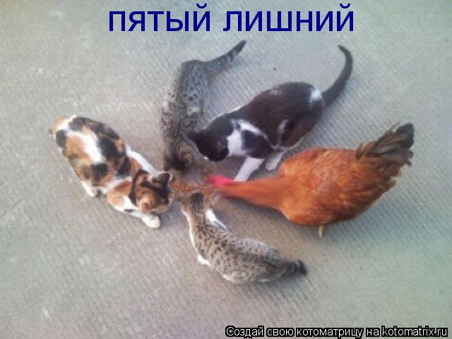 пятый лишний... Котоматрица: пятый лишний