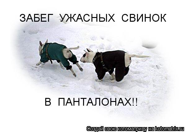 ЗАБЕГ УЖАСНЫХ СВИНОК В ПАНТАЛОНАХ!!... Котоматрица: ЗАБЕГ УЖАСНЫХ СВИНОК В ПАНТАЛОНАХ!!