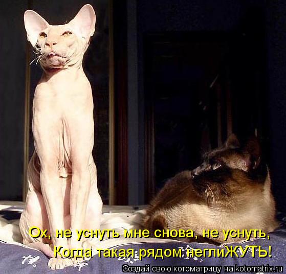 Ох, не уснуть мне снова, не уснуть, Когда такая рядом неглиЖУТЬ!... Котоматрица: Ох, не уснуть мне снова, не уснуть, Когда такая рядом неглиЖУТЬ!
