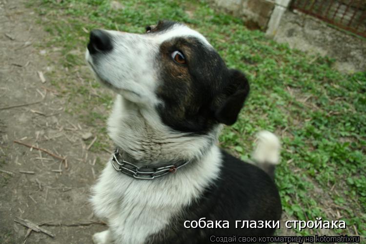 собака глазки стройака... Котоматрица: собака глазки стройака