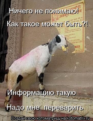 Ничего не понимаю! Как такое может быть?! Информацию такую Надо мне переварить... Котоматрица: Ничего не понимаю! Как такое может быть?! Информацию такую Надо мне переварить