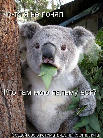 Чо-то я не понял Кто там мою пальму ест?... Котоматрица: Чо-то я не понял Кто там мою пальму ест?